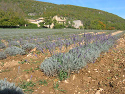 Paysage du Luberon