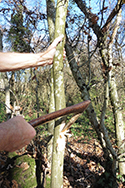 Hewing  logs using experimental bronze hand axe
