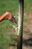 Hewing wood using experimental polished stone hand axe