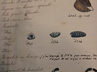 Dessins aquarellés de perles en verre (fouilles anciennes de La Tène)